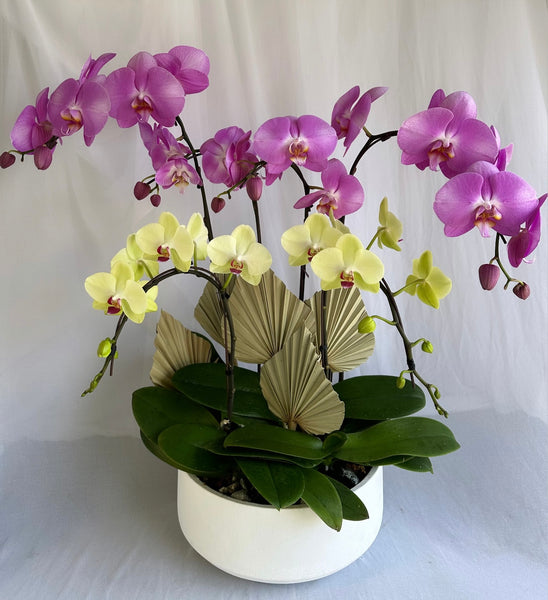 Orchid Plant Gift