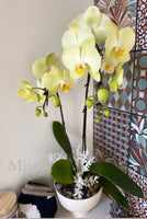 Orchid Plant Gift