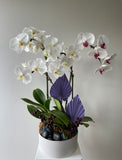 Orchid Plant Gift